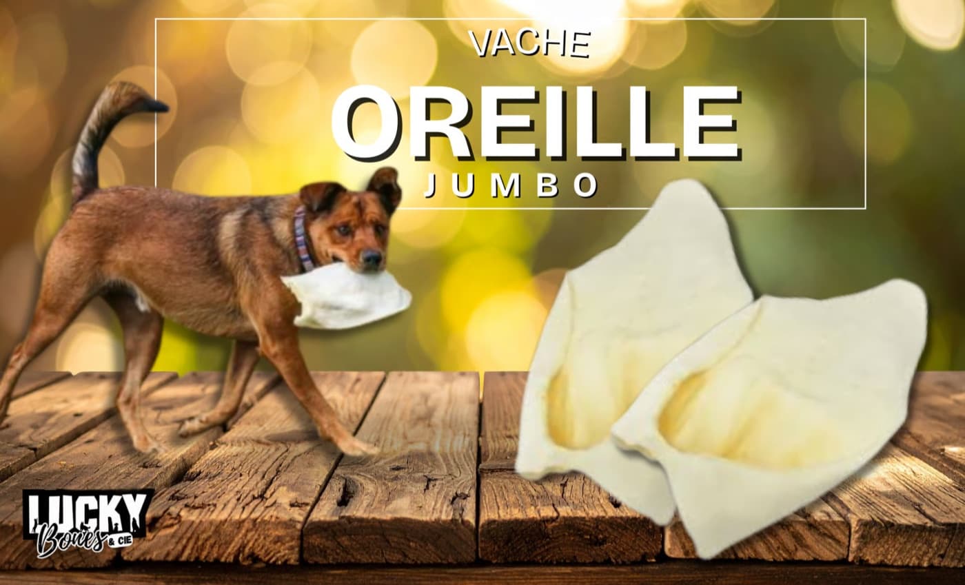 Oreille de vache jumbo