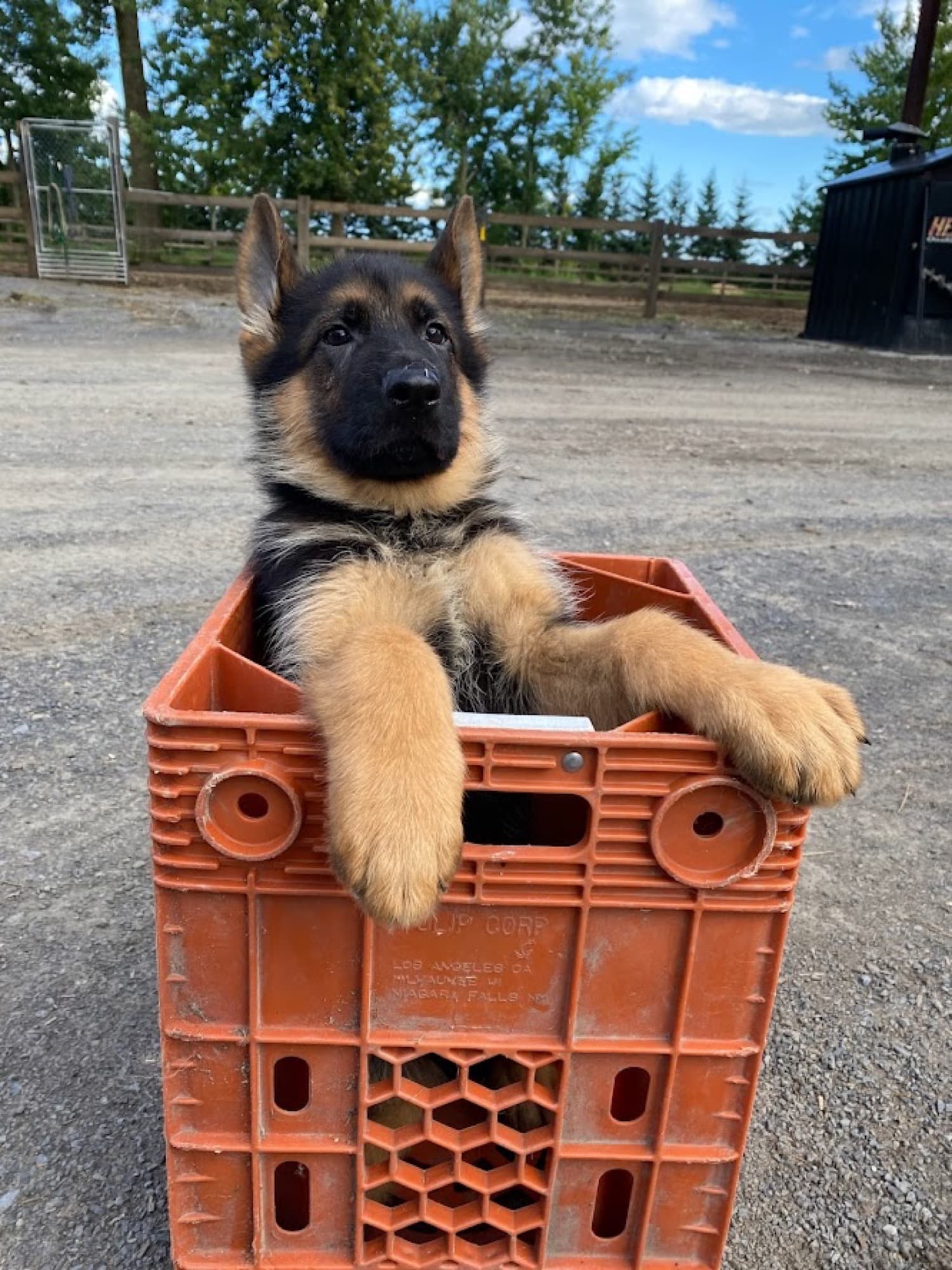 Chiot Berger Allemand