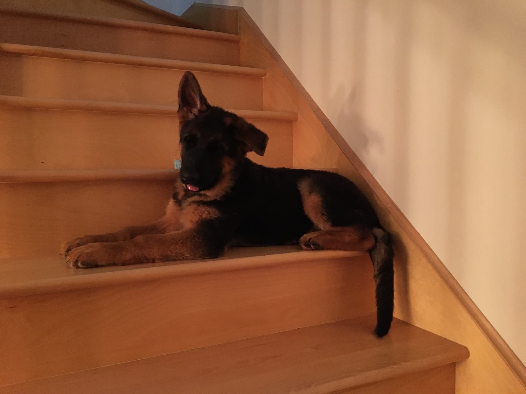 Chiot Berger Allemand
