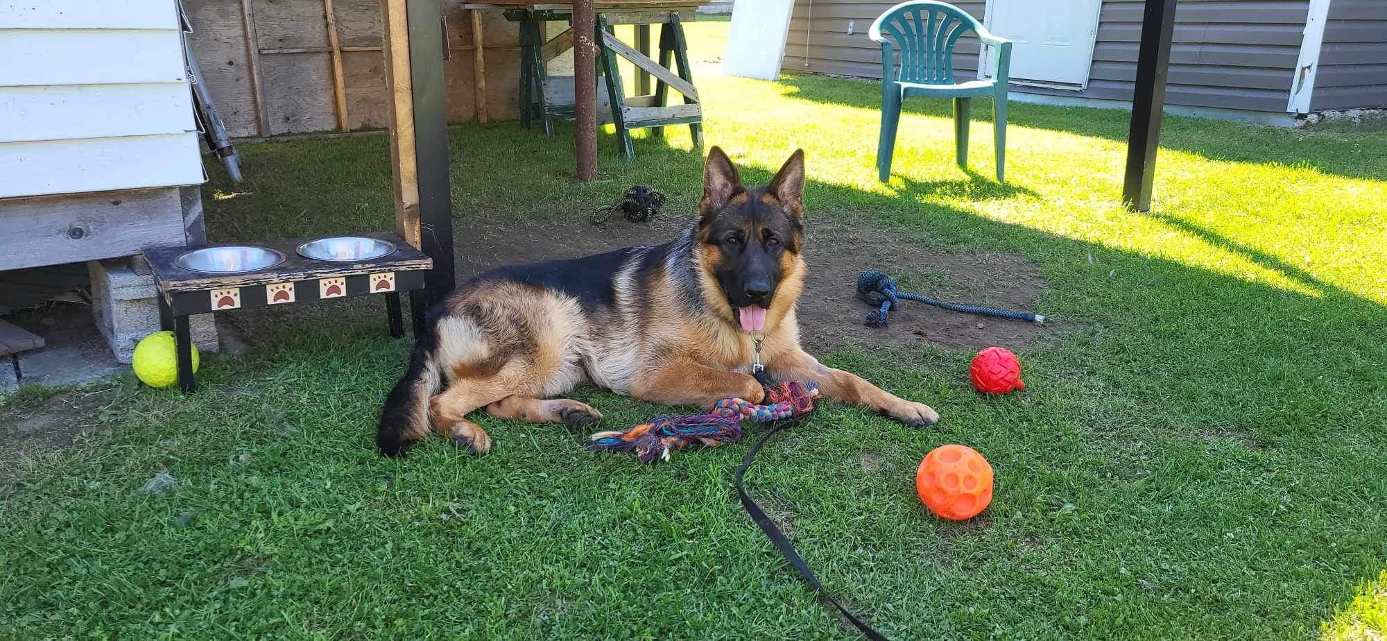Chiot Berger Allemand