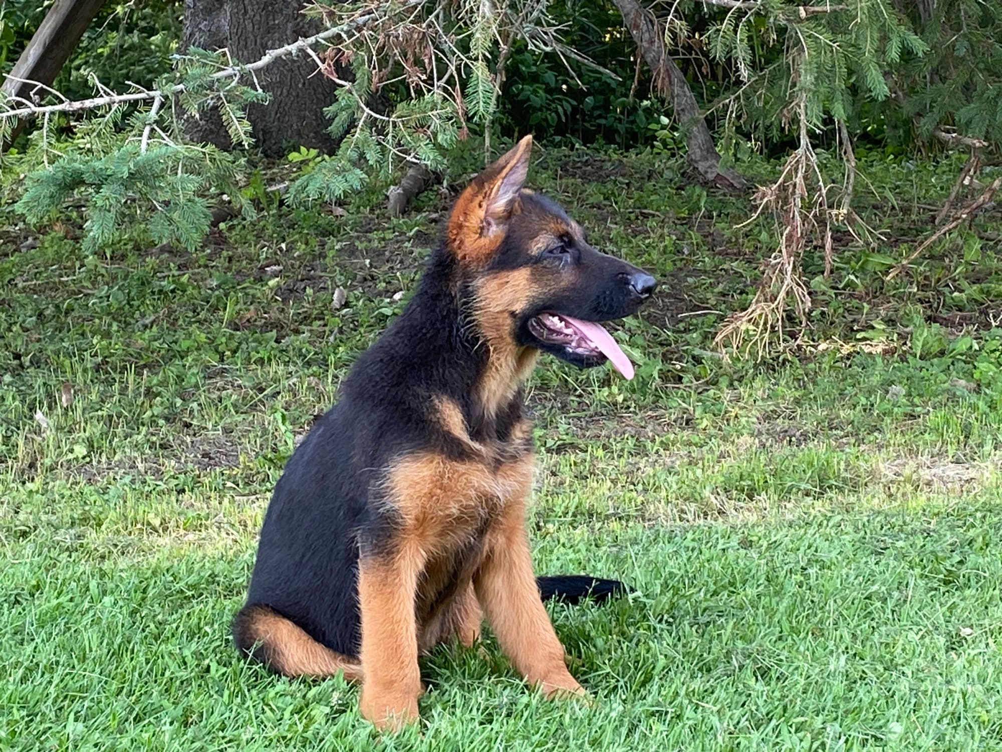 Chiot Berger Allemand