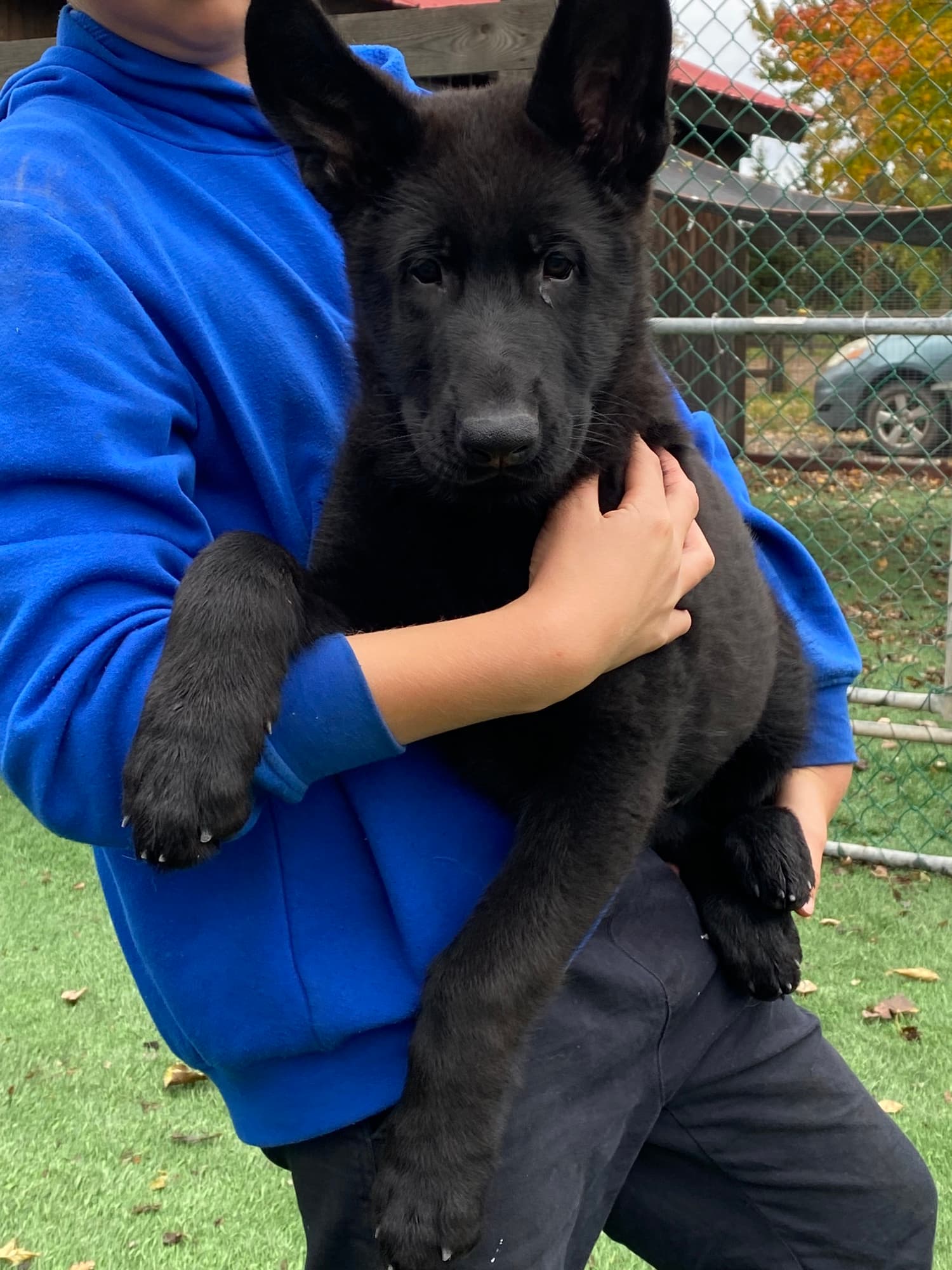 Chiot Berger Allemand
