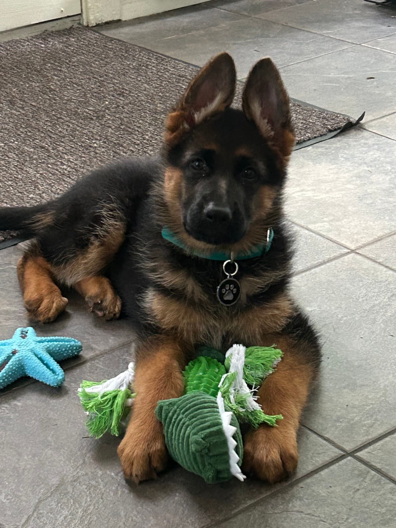 Chiot Berger Allemand