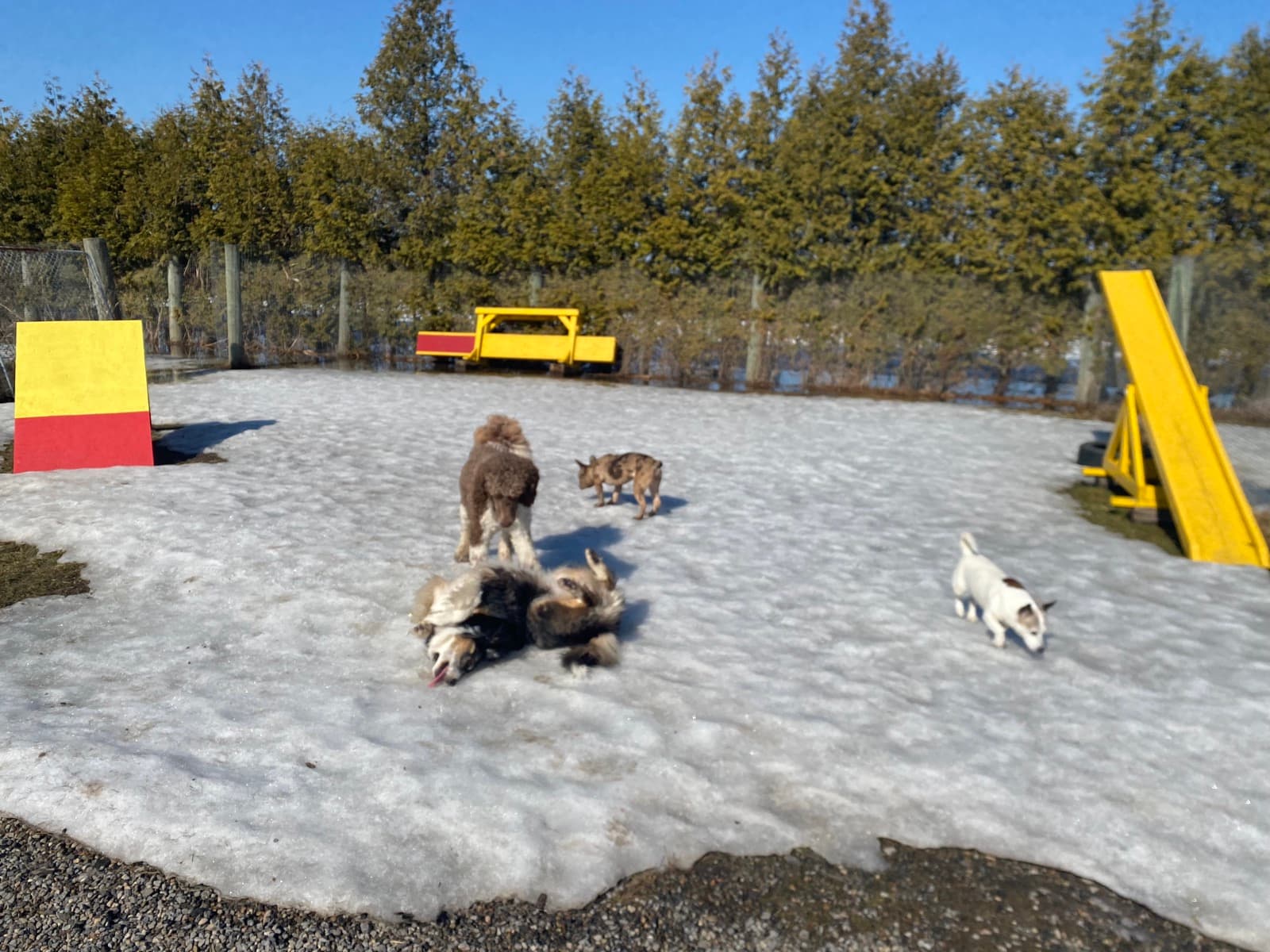 Petits chiens et agilité dans la neige