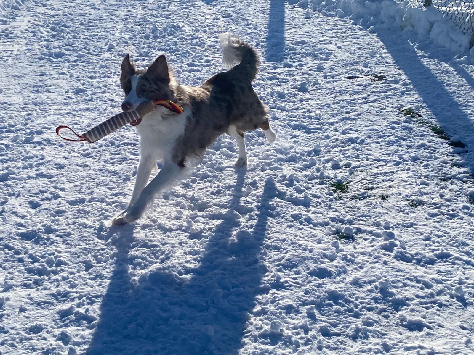 Border Collie avec jouet dans la neige
