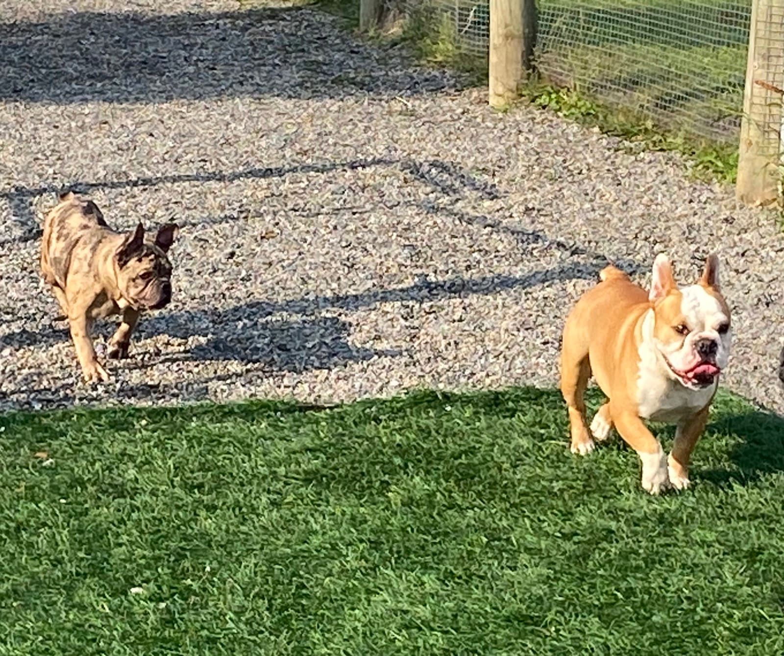 Bouledogues qui courent