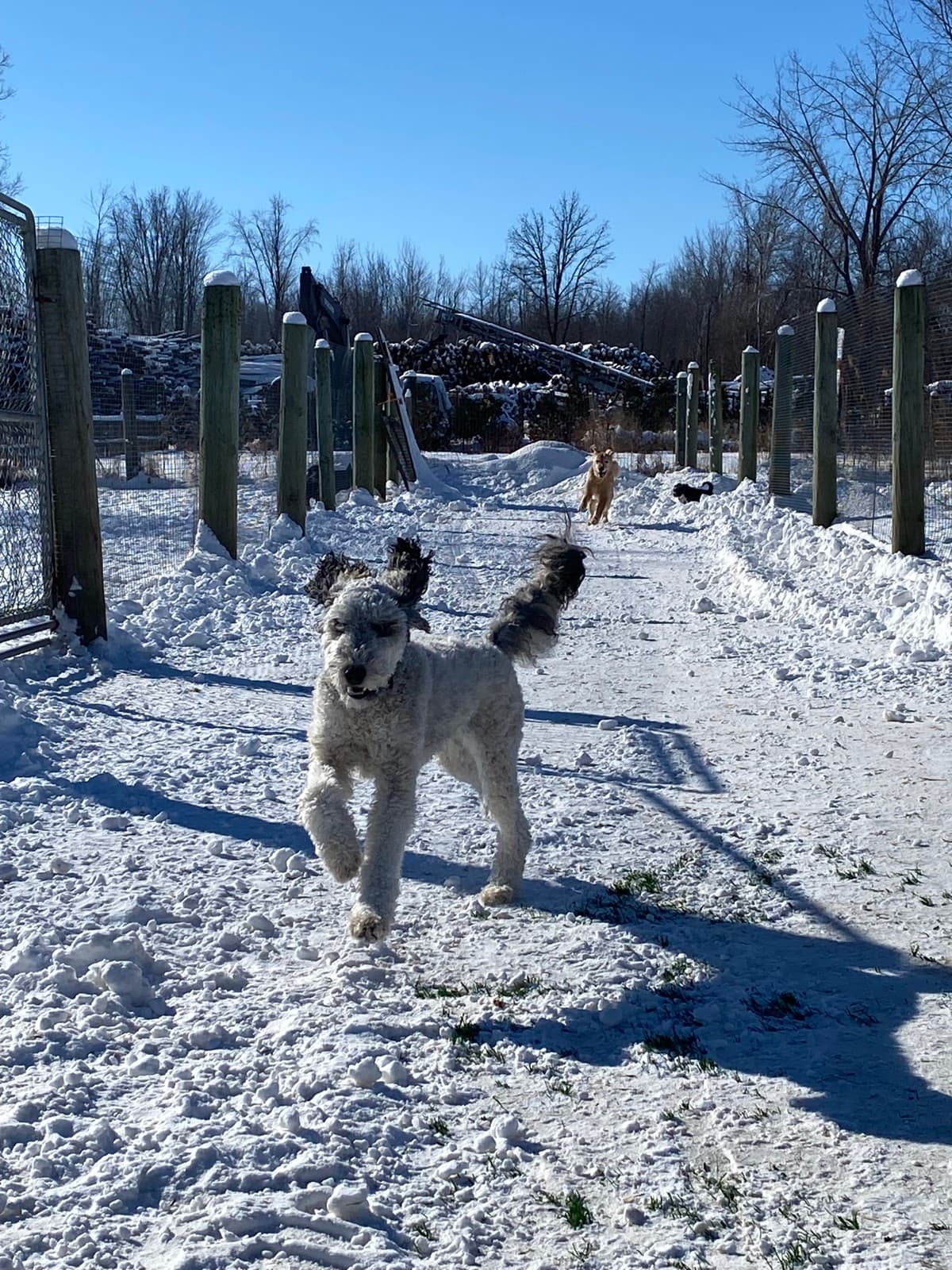 Caniche près des enclos extérieurs