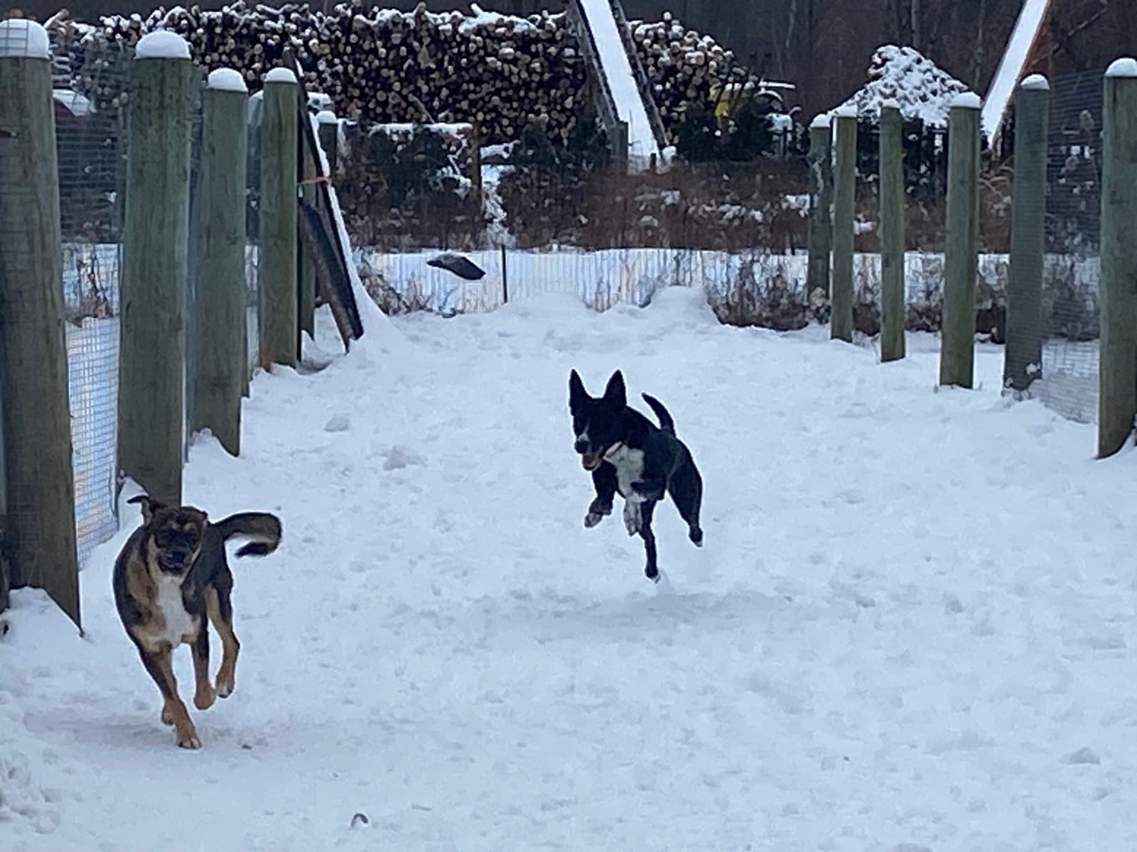 Chiens qui sautent dans la neige