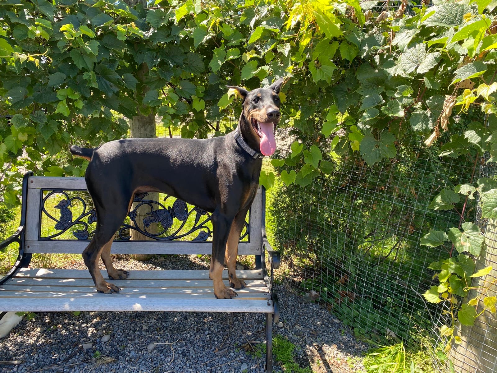 Doberman sous les vignes l'été