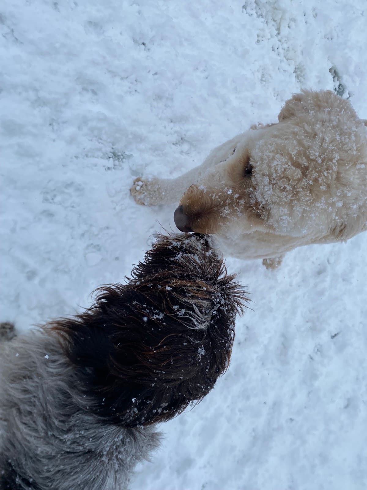 Goldendoodle avec ami dans la neige