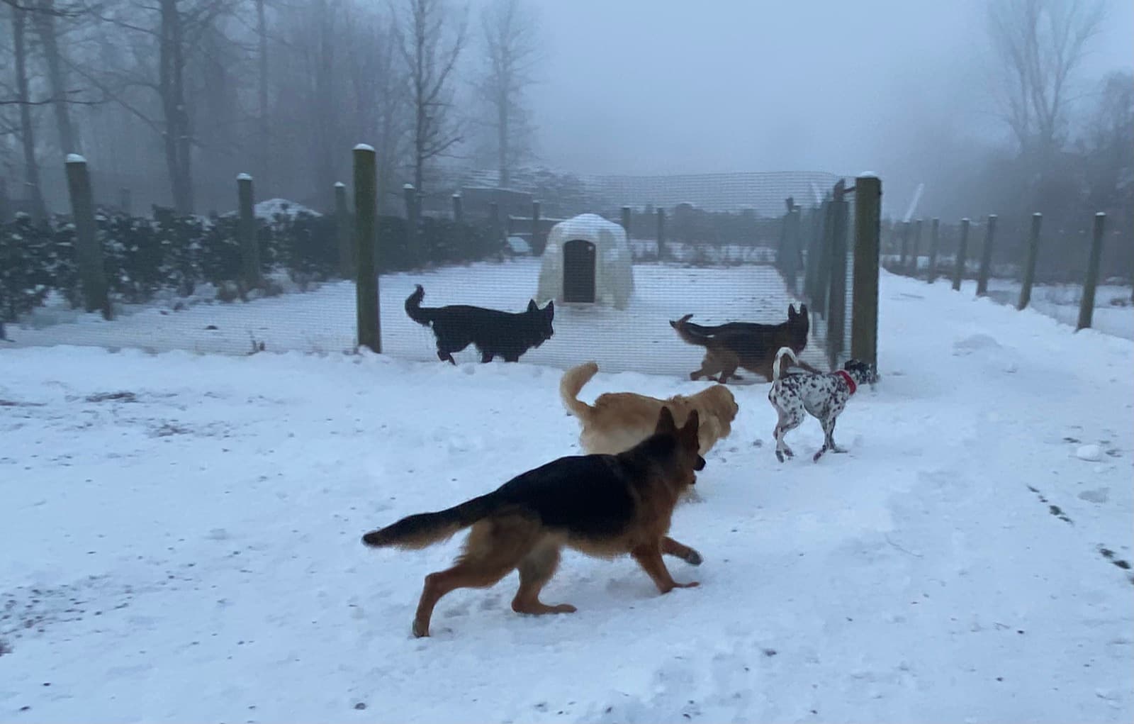 Chiens qui courent dans la neige