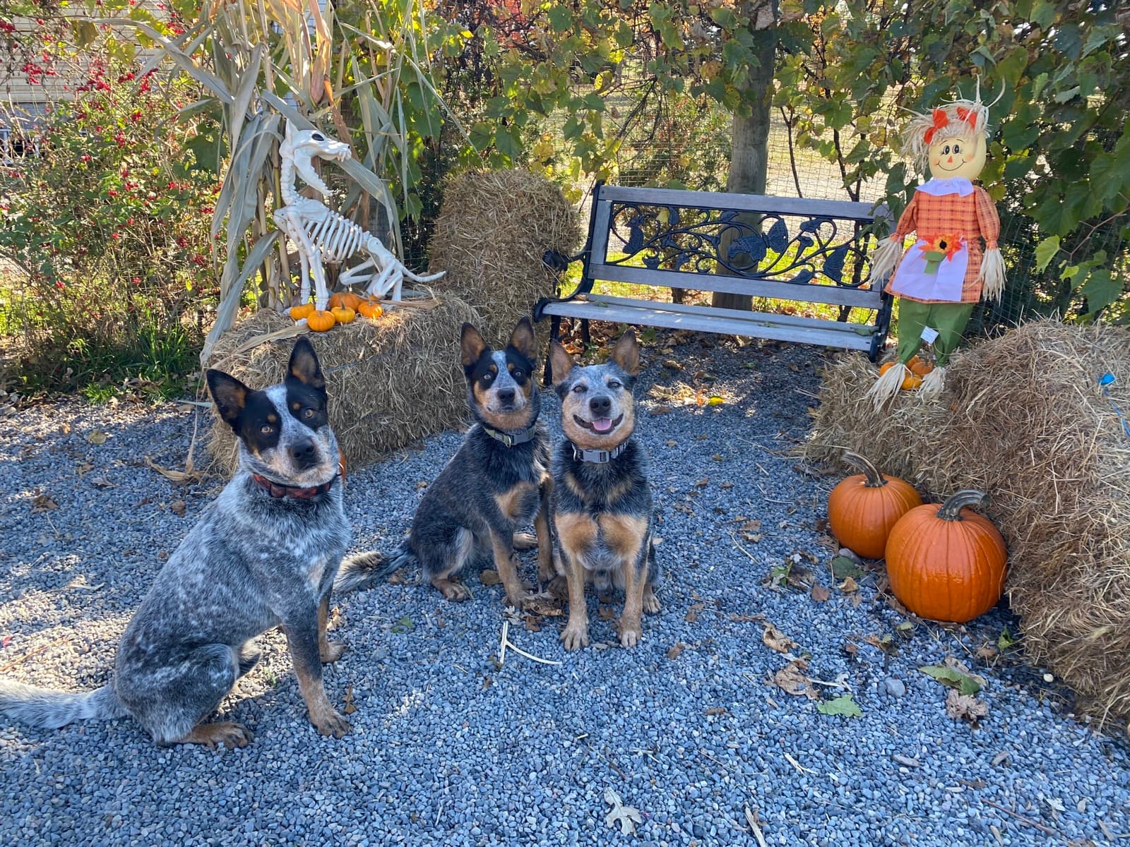 Chiens pensionnaires l'automne