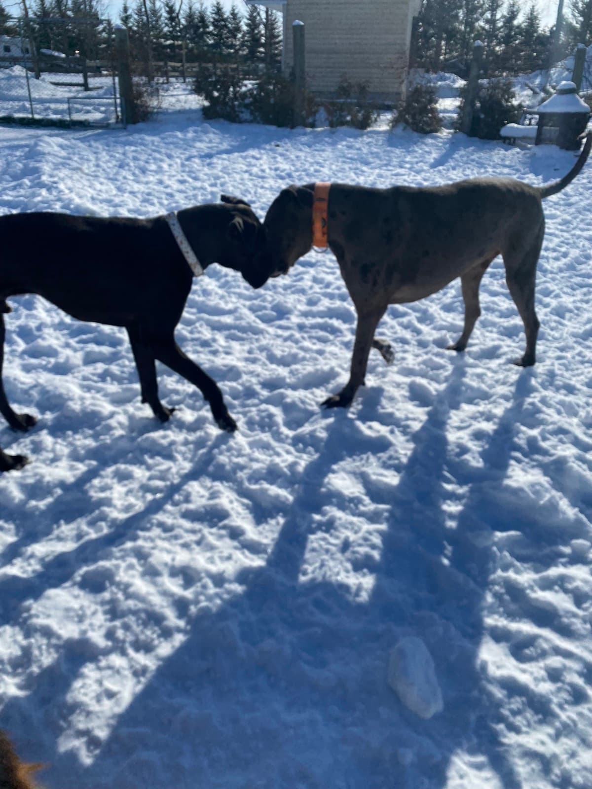 Boxers qui jouent dans la neige